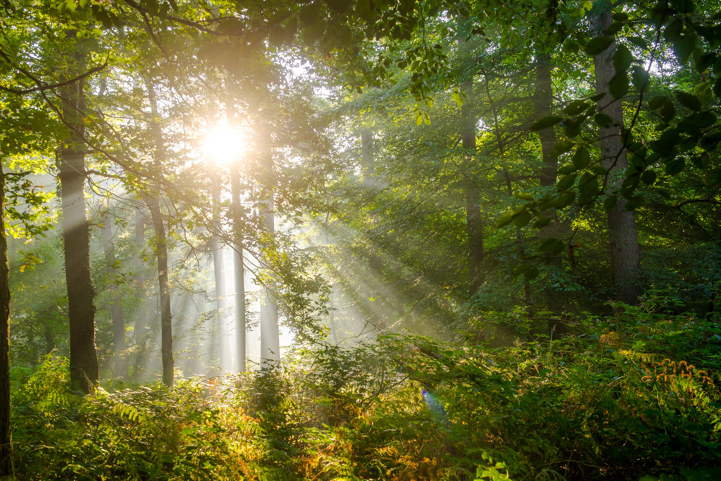Leinwanddruck #35 "Sonnenaufgang im Wald"