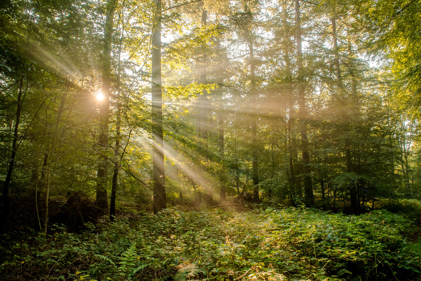 Leinwanddruck #36 "Sonnenaufgang im Wald"