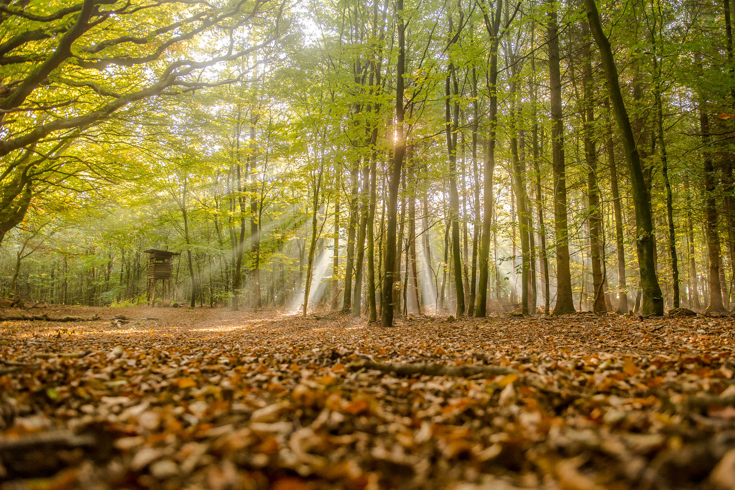 Leinwanddruck #37 "Sonnenaufgang im Wald"