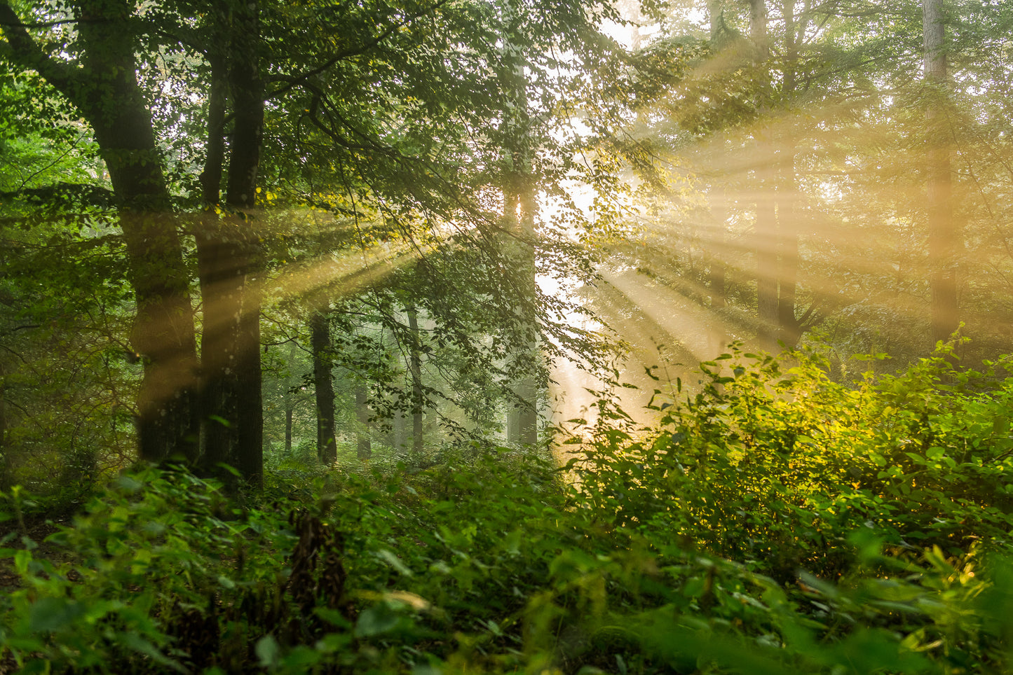 Leinwanddruck #38 "Sonnenaufgang im Wald"